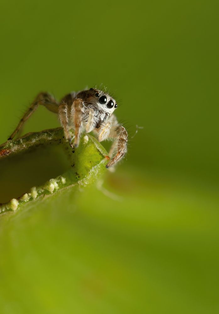 Фотография автора Олесь Парицкий