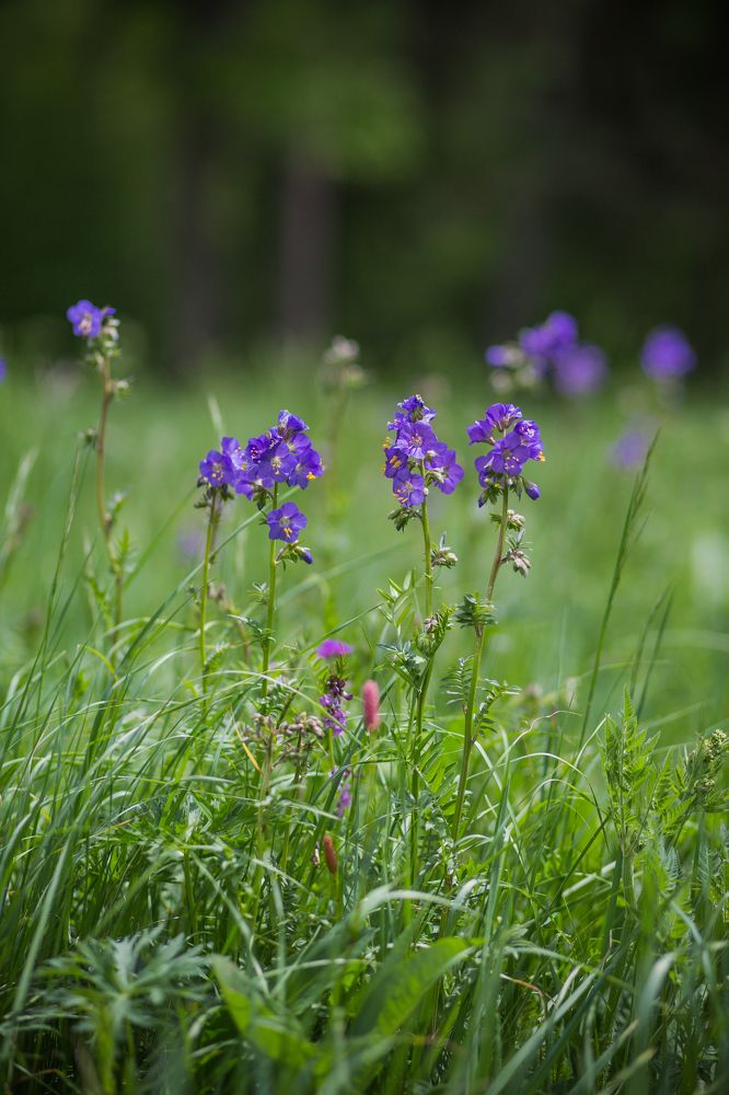 Photograph by Галина Кочеткова