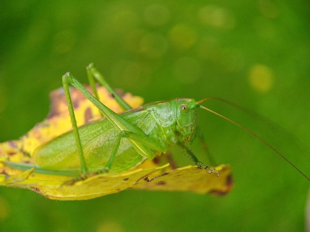 Grasshopper