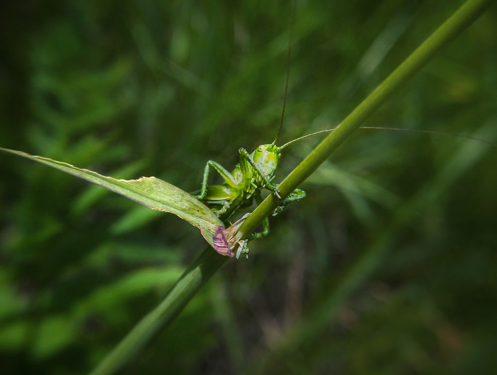 Маленький скрипач...