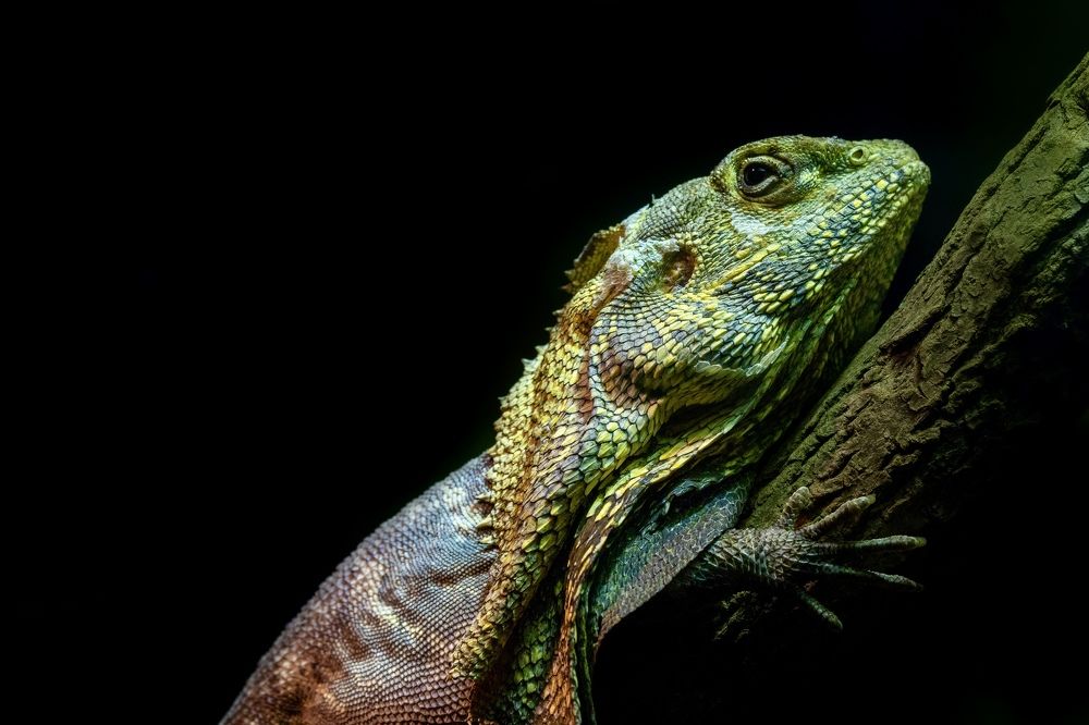 Фотография автора Viktoria