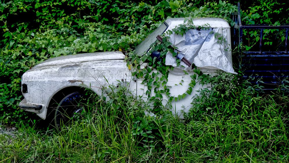 Photograph by Muzaffer Sütlüoğlu