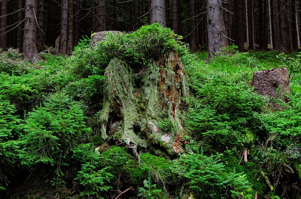 Photograph by Oleg Yashin