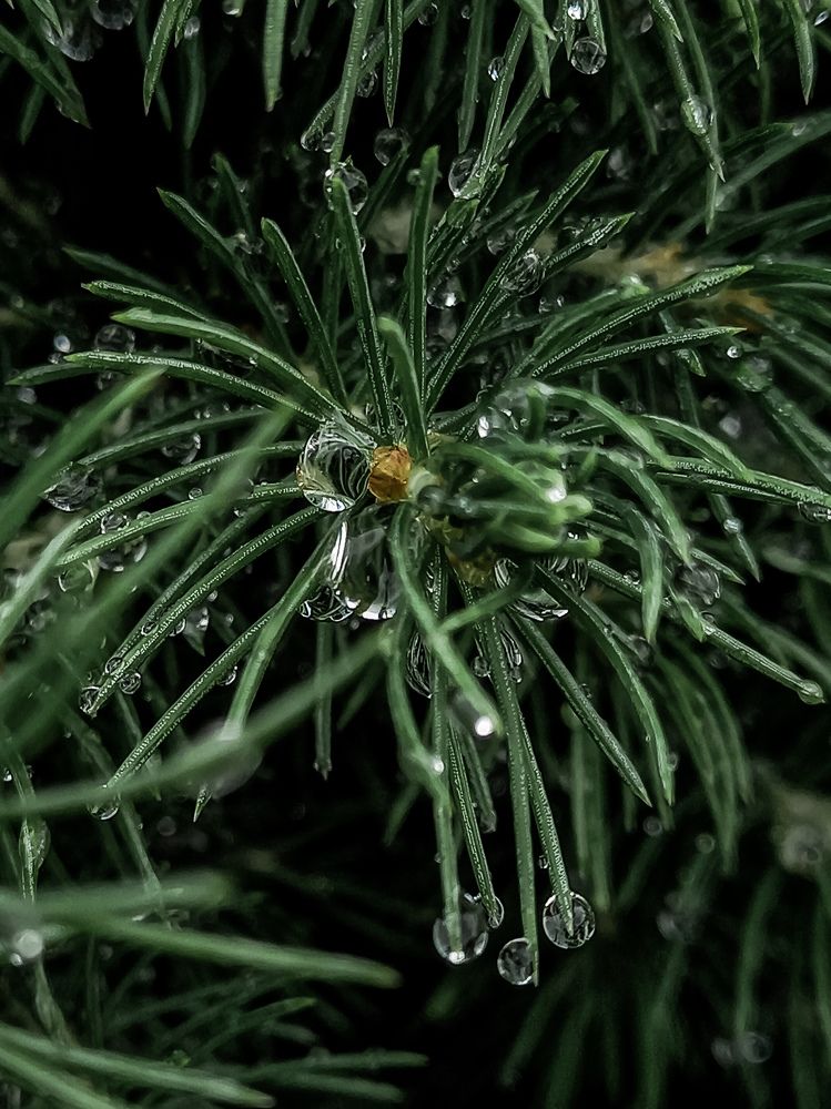 Photograph by Svetlana Yurasova