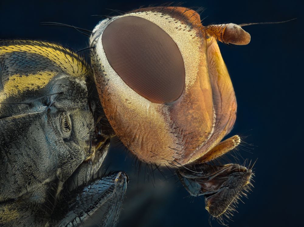 Photograph by Tsvetan Ganev