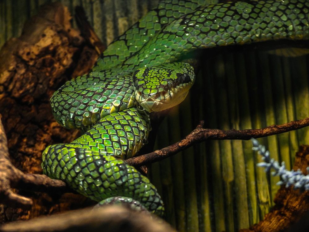 Photograph by Диана Бородзе