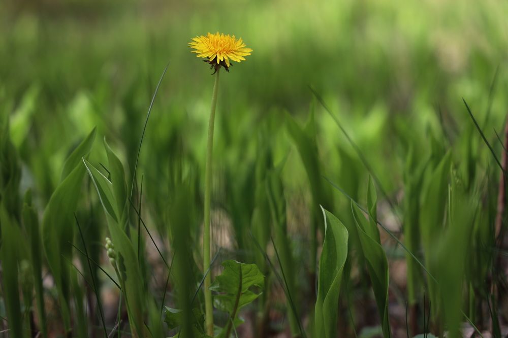 Фотография автора Елена Колосова