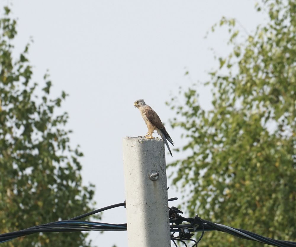 Photograph by Михаил Трусов