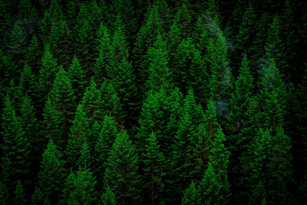 Зеленый лес