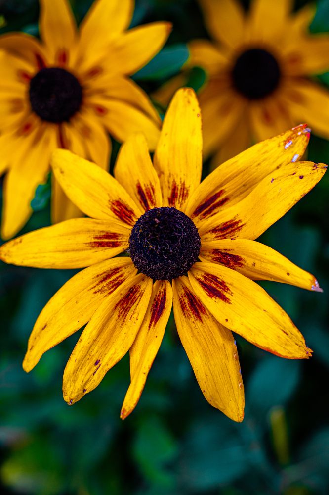 Жёлтый цвет