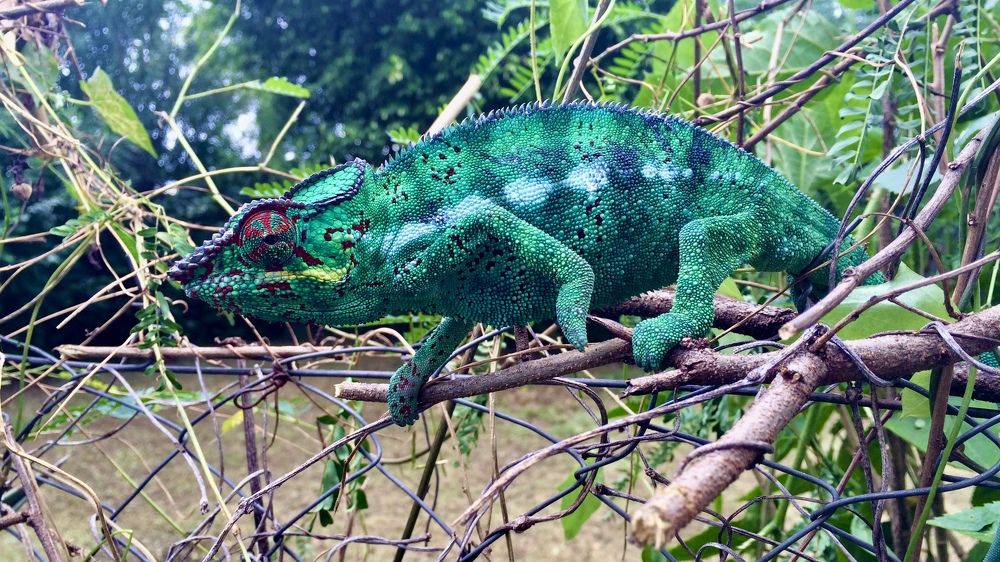 Photograph by Christine ECHEVET-ADAM de VILLIERS