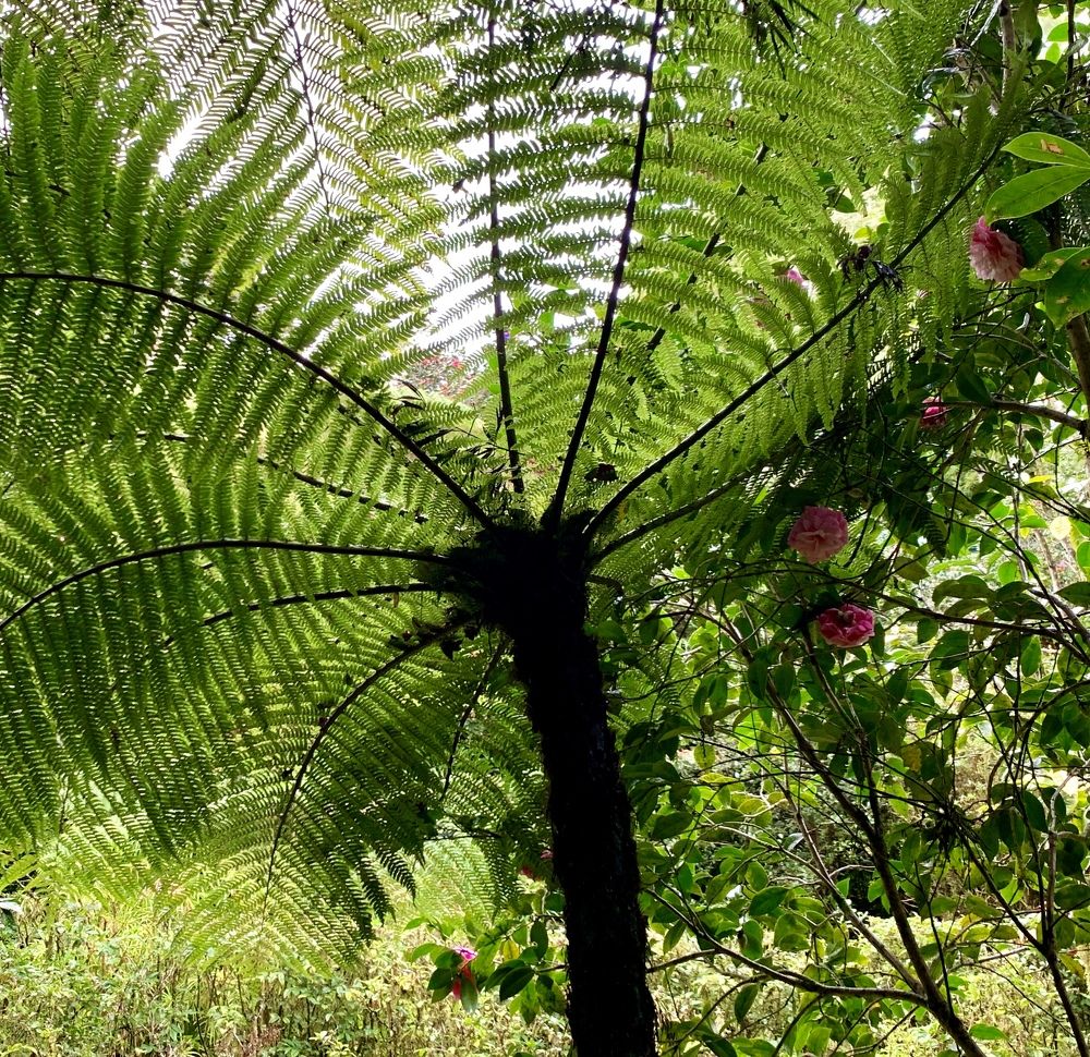 Photograph by Christine ECHEVET-ADAM de VILLIERS