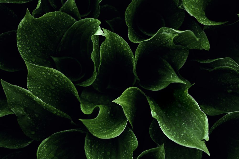 Photograph by Анастасия Кобелева