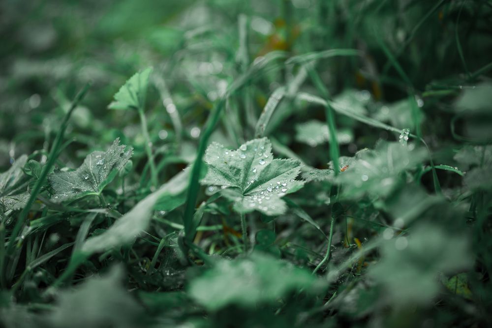 Photograph by Анна Чеснокова