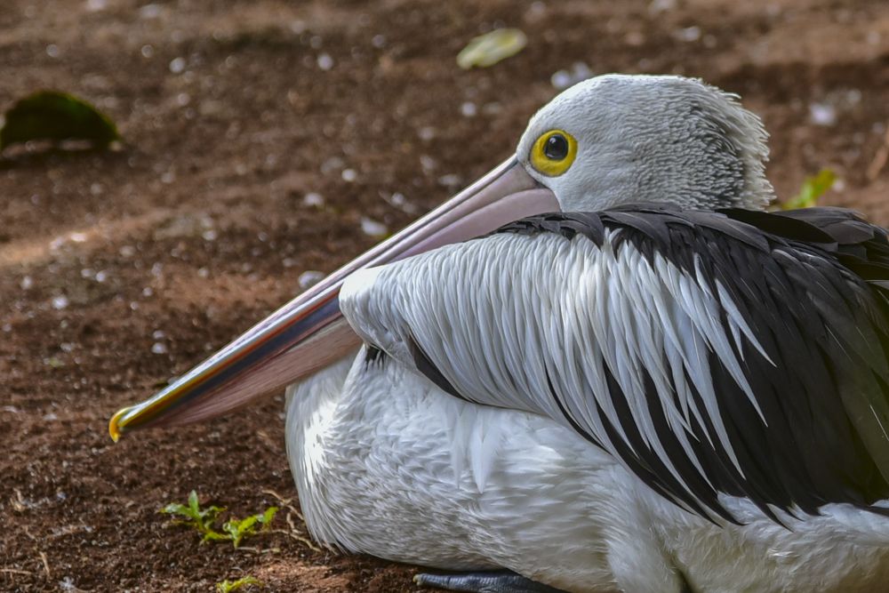 Pelican