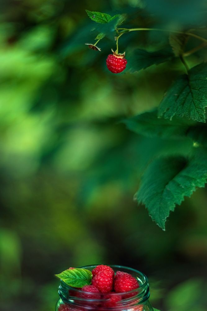 Фотография автора Елена Баклач