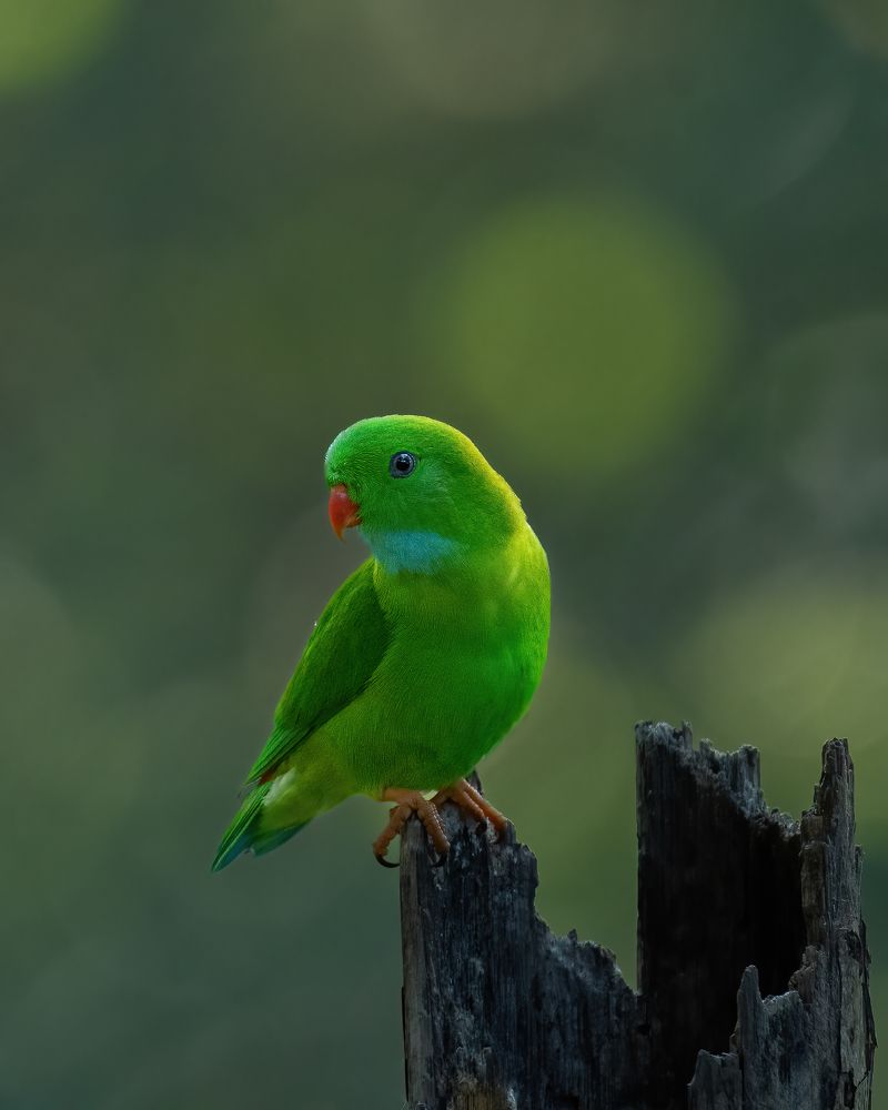 Фотография автора Anandhu M