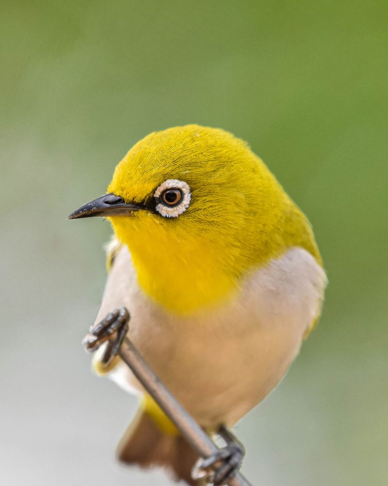 Oriental White-eye