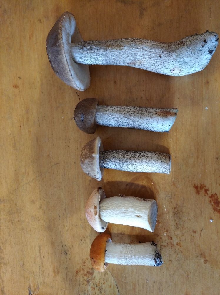 Photograph by Елена Коробченко