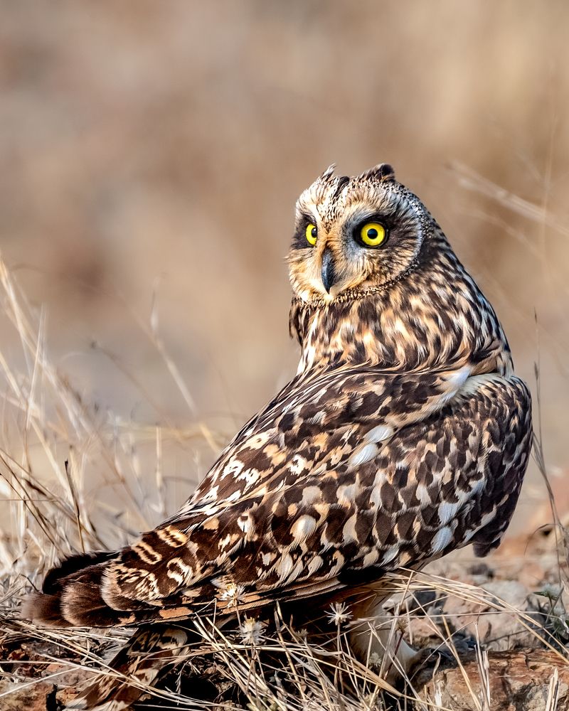 short-eared Owl