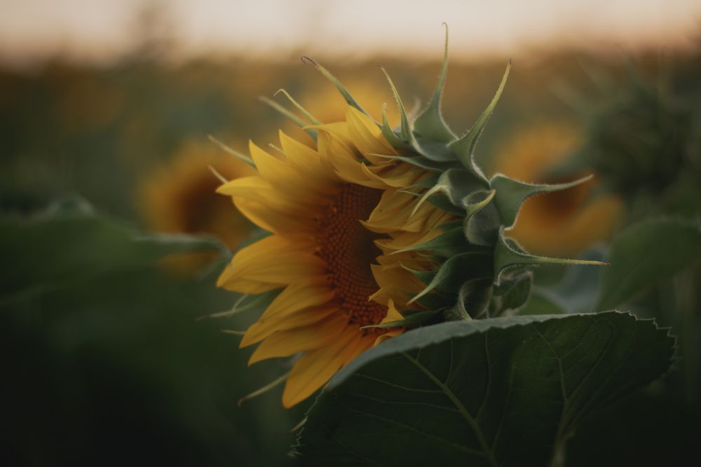 Photograph by Гузель