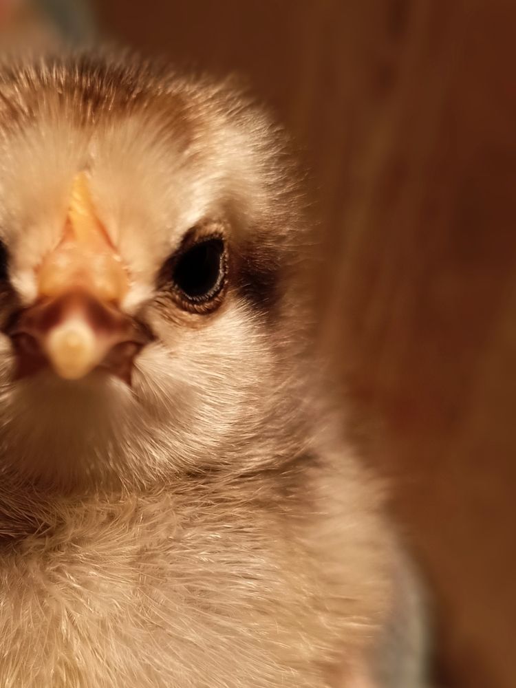 Фотография автора Татьяна Шахова