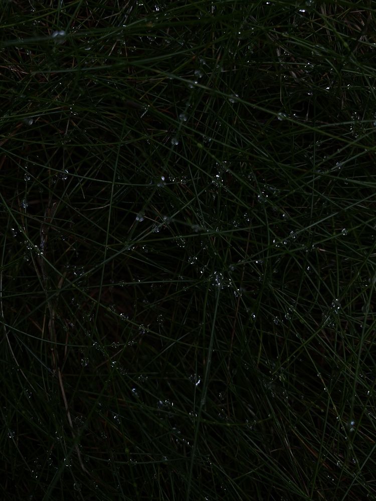 Photograph by Alena Vaganova