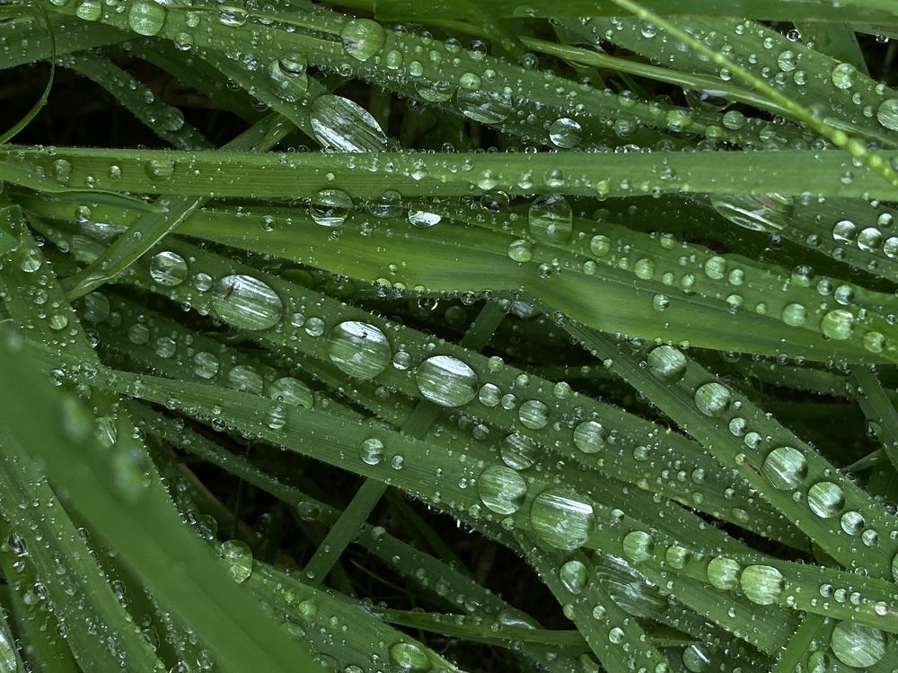 Photograph by Alena Vaganova