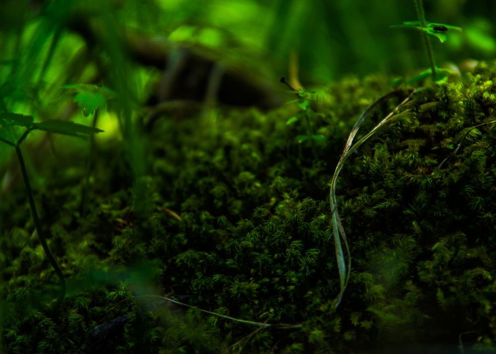 Photograph by Ольга Минакова