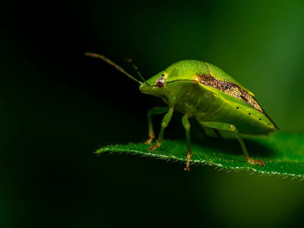 Photograph by Pinak Paul