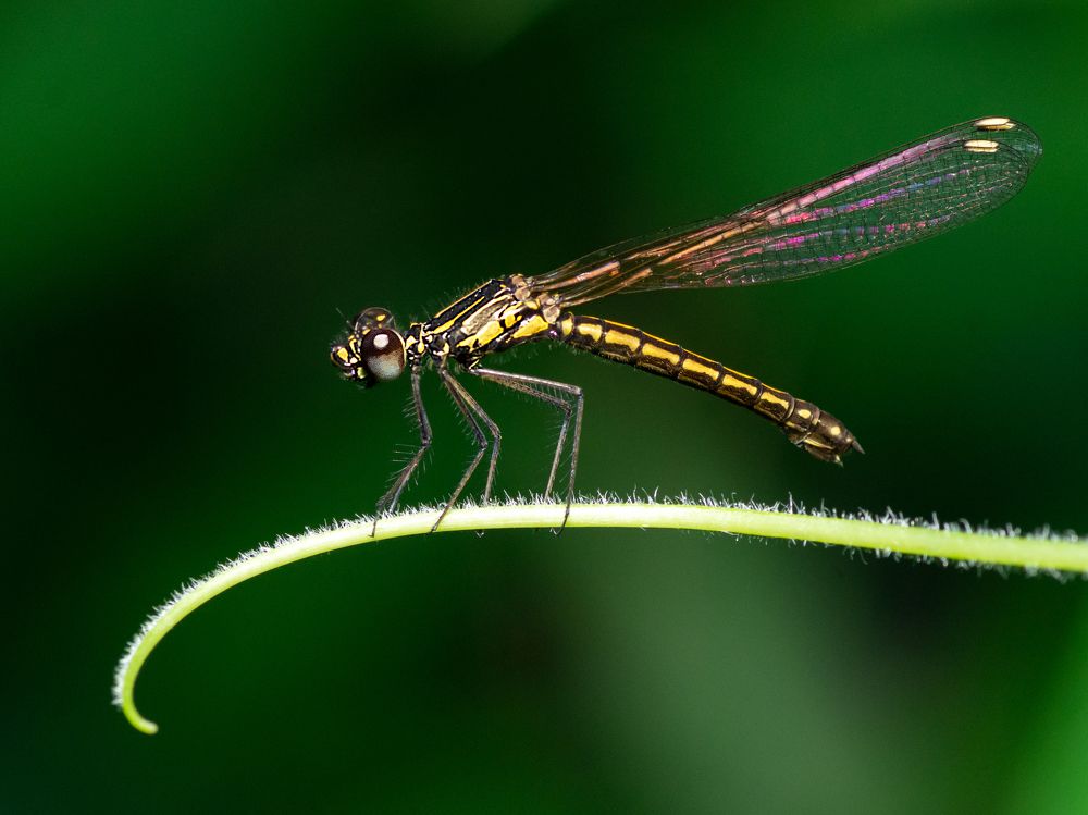 Photograph by Pinak Paul