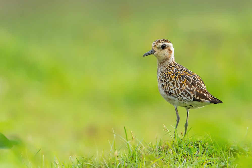 Photograph by Pinak Paul