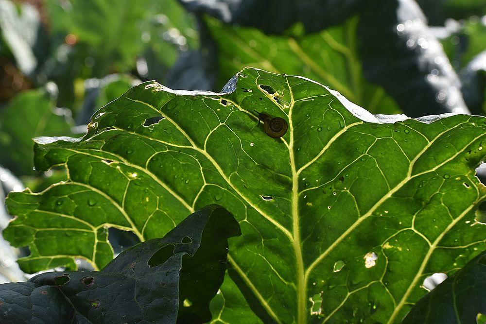 Утренняя трапеза улитки.