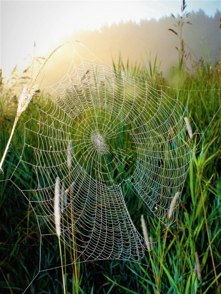 Зелёный луг