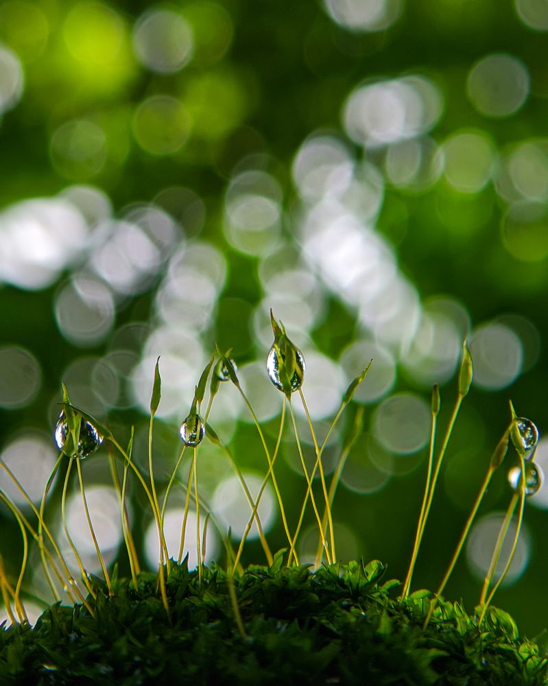 Photograph by Ajeesh A