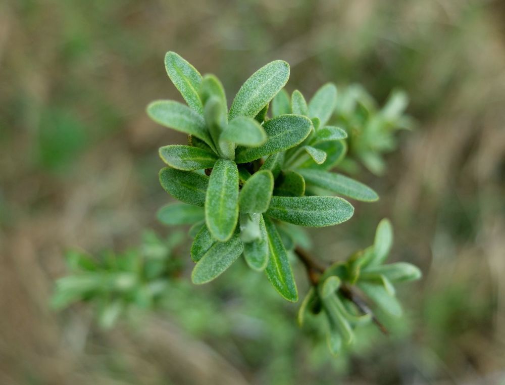 Photograph by Ираида Стародубцева
