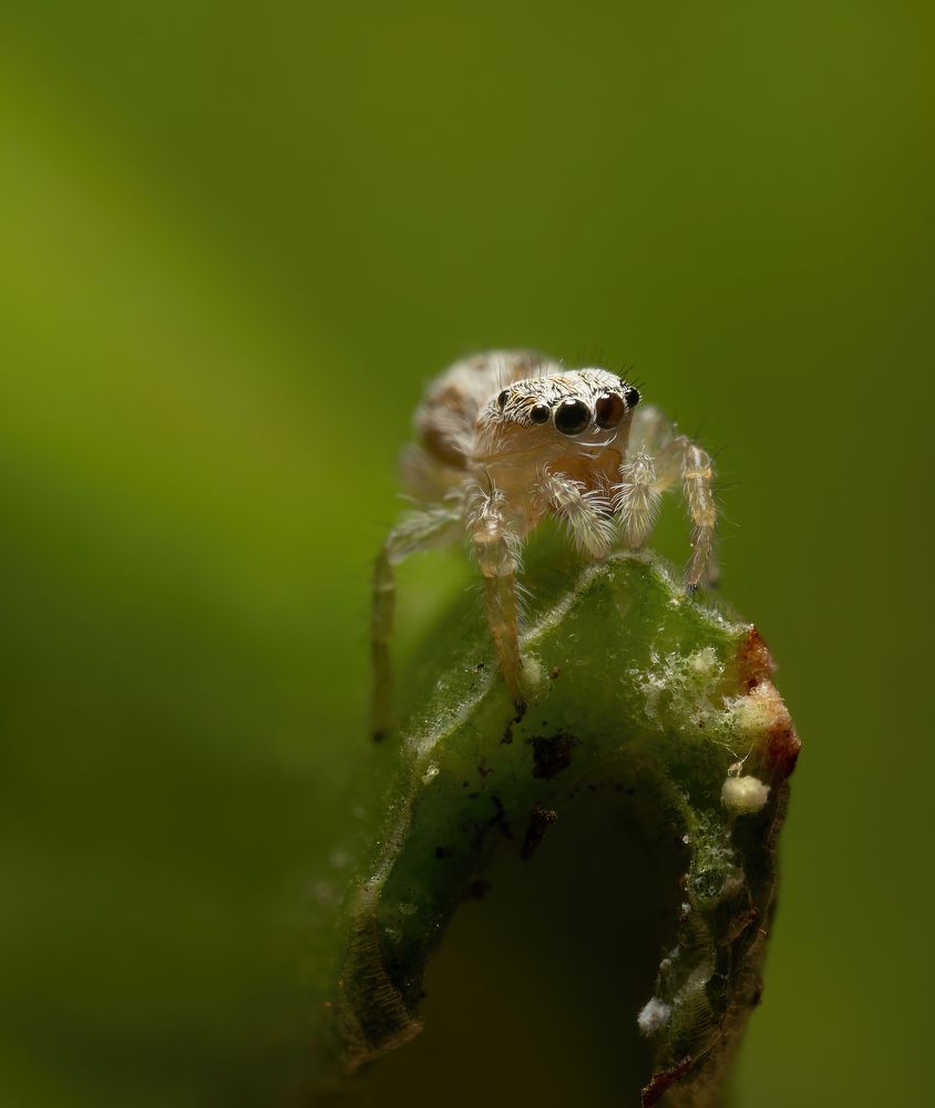 Фотография автора Олесь Парицкий