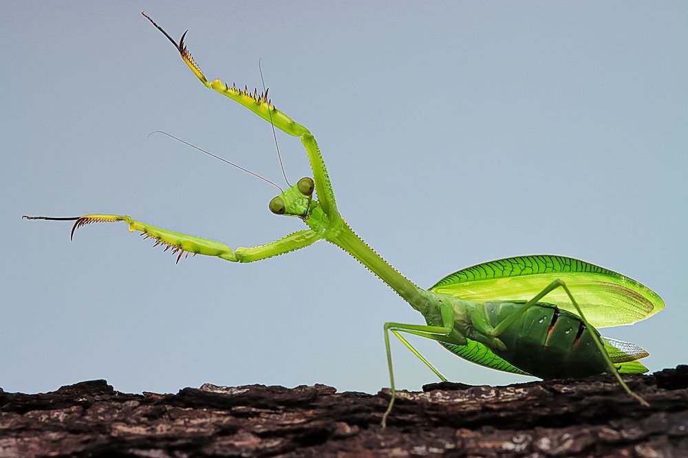 Photograph by LOH CHEE WOEI