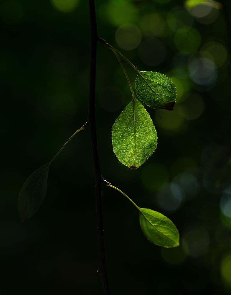 Photograph by Марина Новожилова