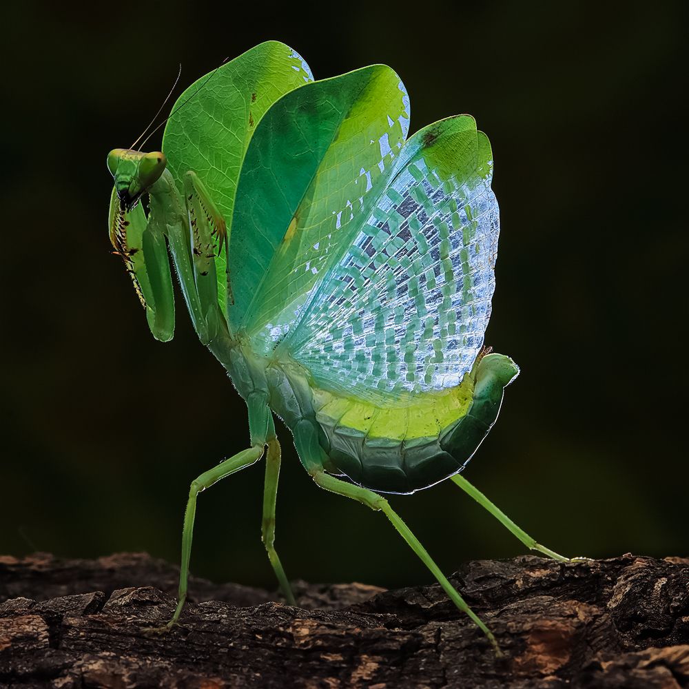 Peruvian Leaf Mantis - Pseudoxyops Perpulchra