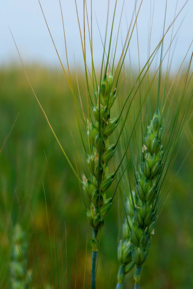 Фотография автора Геннадий Коробов