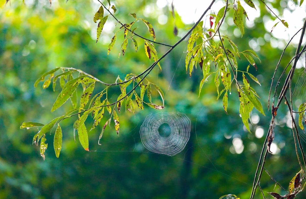 Photograph by Светлана Солдатченкова