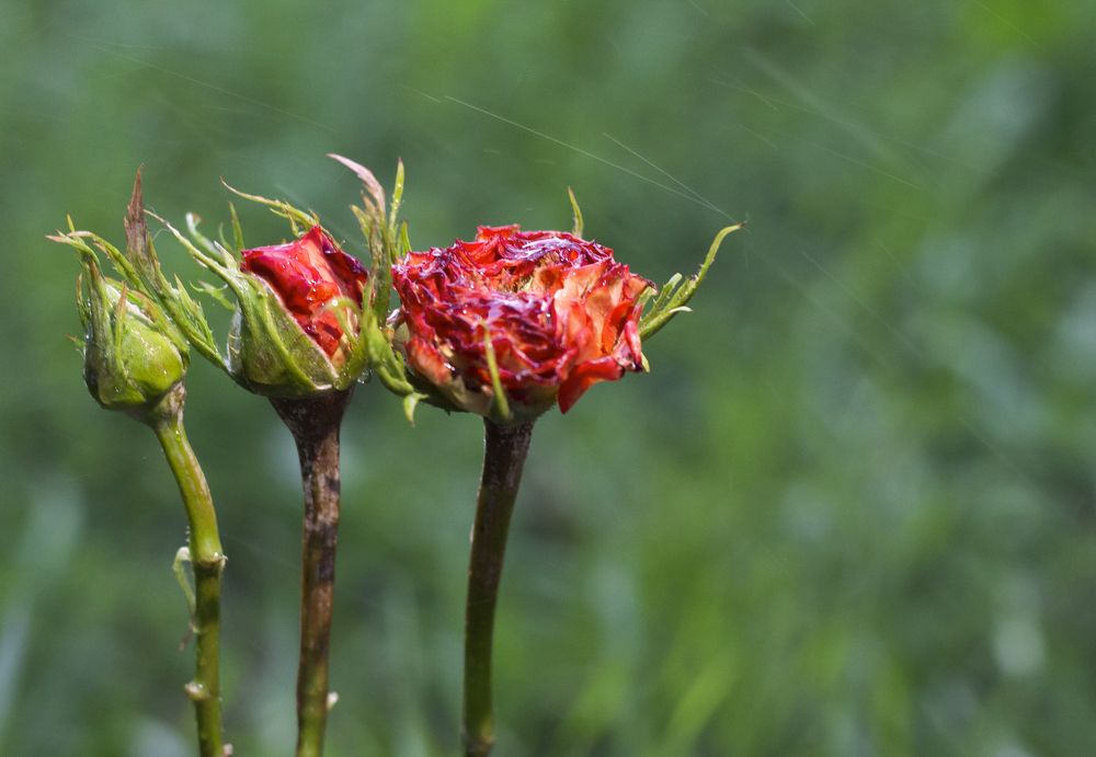 Photograph by Дарья Ващенко-Панкина
