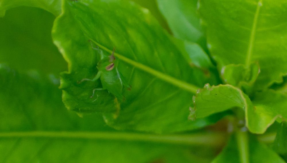 Photograph by Ramya Roy