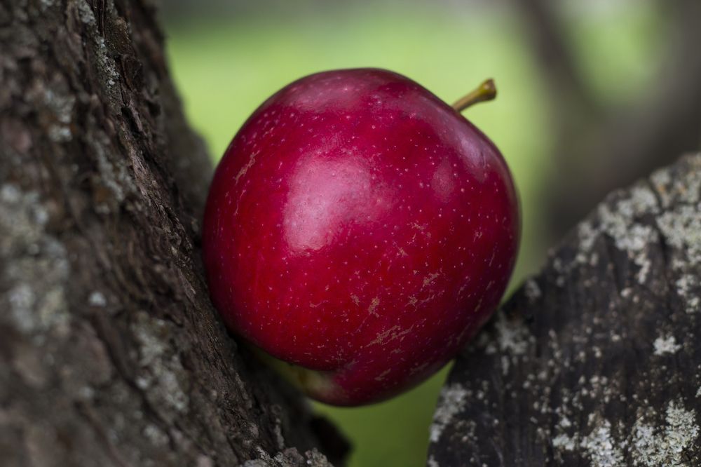 Photograph by Дарья Ващенко-Панкина