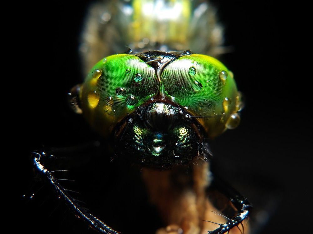 Green eyes
