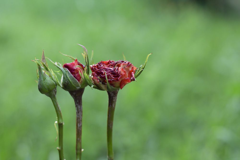 Photograph by Дарья Ващенко-Панкина