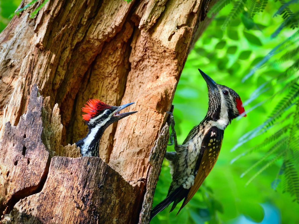 The Woodpecker Family.
