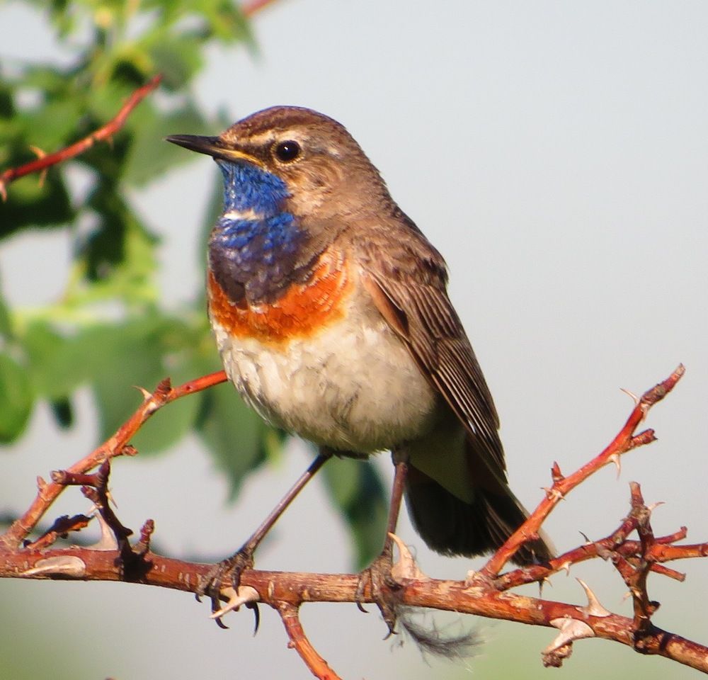 Самец варакушки