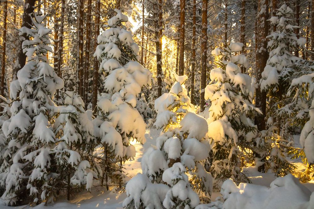 Немного солнца в холодном лесу